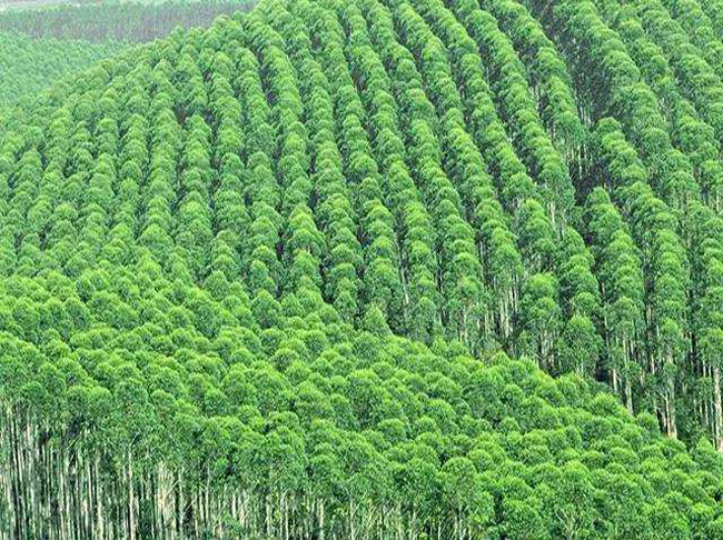 桉树种植示范区