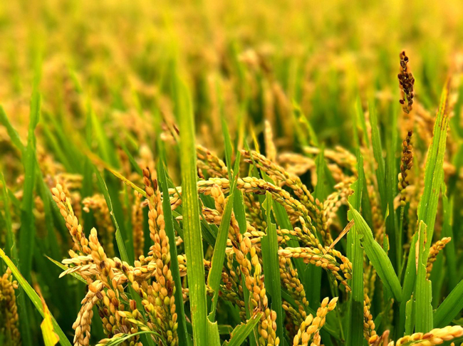 水稻种植示范区