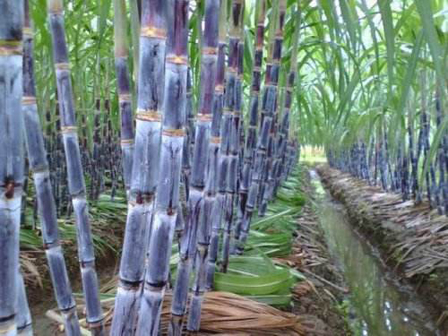 甘蔗种植示范区