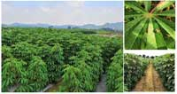 西瓜微肥的施用技术